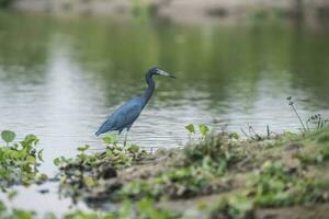 poco blu airone,egretta caerulea, pantanal, brasile foto