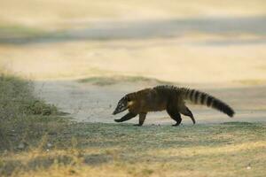 squillare dalla coda coati, Pantanal, Brasile foto