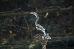 anhinga su il banche di il fiume cuiaba, mamato grosso, pantanale, brasile foto