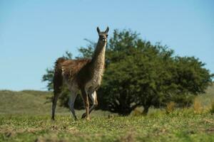 guanachi nel pampa erba ambiente, la pampa, patagonia, argentina. foto