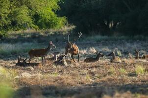 rosso cervo, maschio ruggente nel la pampa, argentina, parque Luro, natura Riserva foto