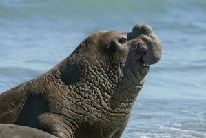 maschio elefante sigillo, penisola Valdes, patagonia, argentina foto