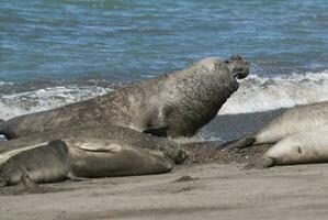 elefante foca famiglia, penisola Valdes, patagonia, argentina foto