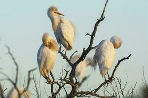 bestiame Airone, bubulco ibis, appollaiato, la pampa Provincia, patagonia, argentina foto