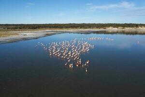 fenicotteri gregge nel un' salato laguna, la pampa provincia, patagonia, argentina. foto