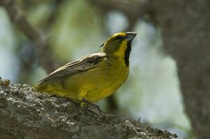 giallo cardinale, governatrice cristata, in via di estinzione specie nel la pampa, argentina foto