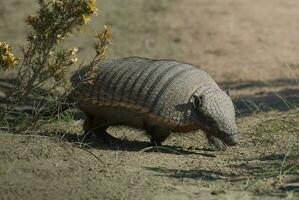 peloso armadillo, nel prateria ambiente, penisola Valdes, patagonia, argentina foto