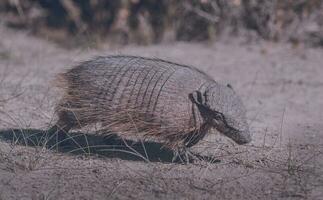 peloso armadillo, nel prateria ambiente, penisola Valdes, patagonia, argentina foto