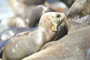 maschio mare Leone , patagonia, argentina foto