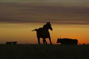 cavallo silhouette a tramonto, nel il campagna, la pampa, argentina. foto