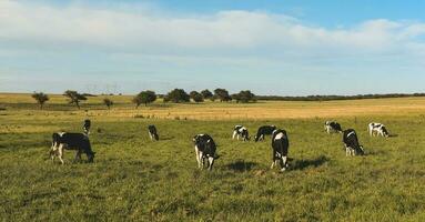 bestiame nel argentino campagna, la pampa Provincia, argentina. foto