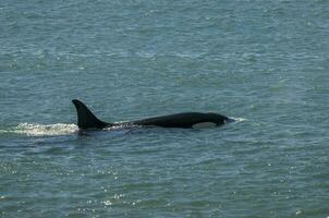 uccisore balena famiglia a caccia mare leoni, penisola Valdes, patagonia argentina foto