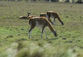 lama animale, , nel pampa prateria ambiente, la pampa Provincia, patagonia, argentina foto