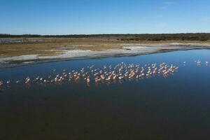 fenicotteri gregge nel un' salato laguna, la pampa provincia, patagonia, argentina. foto