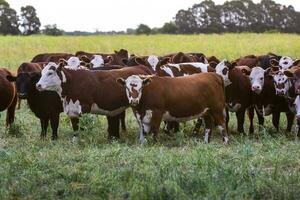 bestiame mandria nel il pampa campagna, argentino carne produzione, la pampa, argentina. foto