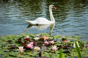 cigno bianco nuota in uno stagno in acqua limpida tra i fiori di loto.