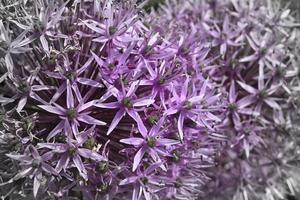 fiore di fiore di aglio ornamentale viola foto