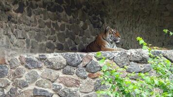 un' pericoloso tigre sembra a il sfondo di un' pietra montagna. predatore nel natura. foto