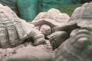 elefante galapagos tartaruga, selvaggio animale nel terrario. foto