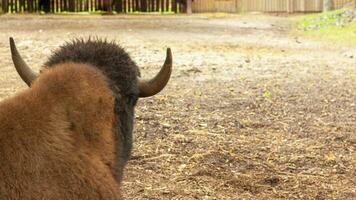 americano Marrone bisonte contro il sfondo di agricolo edifici nel il estate su un' azienda agricola. foto