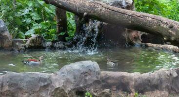 selvaggio anatre nuotare nel il lago sopra un' d'acqua dolce gregge di cyet pesce nel il piovere, superiore Visualizza. foto