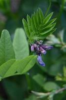 fiore di prato selvatico foto