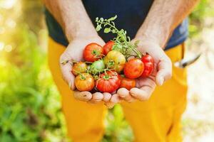 giovane uomo giardinaggio e in crescita verdure foto