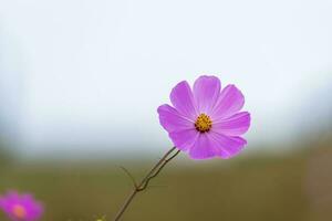 singolo viola cosmo fiore foto