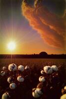 il sole è ambientazione al di sopra di un' campo di cotone. ai generato foto