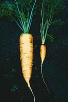 carote grande vs piccolo, dimensione confronto, dimensione questioni foto
