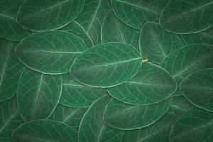 buio verde le foglie struttura sfondo. naturale foglia pianta per fondale o sfondo. foto