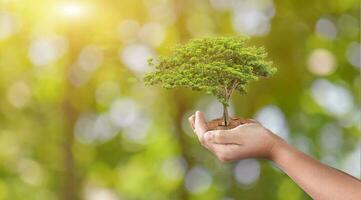 mano Tenere albero su verde natura bokeh sfondo. eco terra giorno concetto. foto