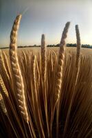 un' vicino su di un' mazzo di Grano nel un' campo. ai generato foto