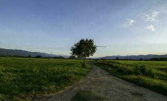 rurale strada con verde riso campi. campagna paesaggio con un' sfondo di montagna e blu cielo. foto