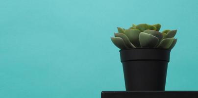 pianta di cactus artificiale su sfondo di menta foto