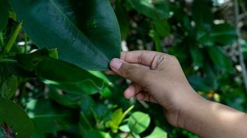 del bambino mano Tenere verde foglia. bambino natura formazione scolastica. foto