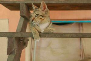 un' gatto con il lettera m su suo testa è addormentato su un' di legno scala. foto