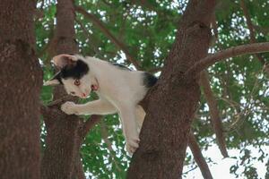 il gattino è arrampicata su il albero. foto