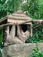 bradipo sospeso su un' ramo foto