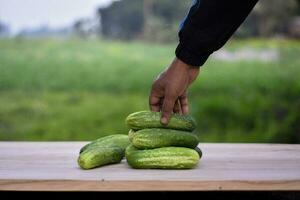 fresco biologico cetrioli su un' Marrone di legno tavolo. insalata ingrediente, fresco la verdura, vegano cibo foto