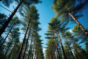 parte inferiore Visualizza di alto pino alberi. generativo ai foto