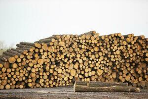 logs siamo impilati nel un' mucchio per mobilia produzione. lavorazione del legno. foto