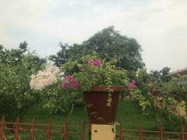 bellissimo fiore nel il parco foto