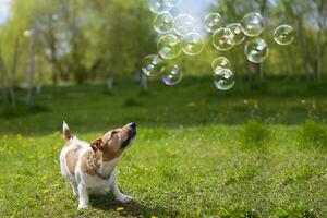 cane razza Jack russell sembra a sapone bolle su verde erba. bellissimo cane nel natura. foto