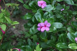 vinca rosea o Madagascar pervinca o catharanthus roseus foto