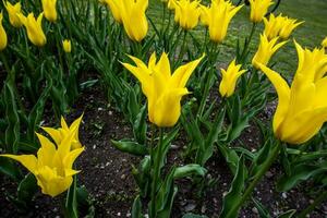 2023 04 09 parco sigurtà Tulipa sylvestris foto