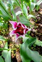 2023 04 09 parco sigurtà Tulipa gesneriana 2 foto