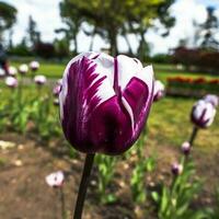 2023 04 09 parco sigurtà Tulipa gesneriana 13 foto