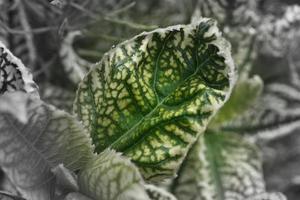 foglia di fiore perenne variegato foto