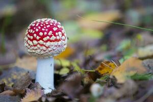 bellissimo volare agarico con bianca puntini su un' foresta sfondo. foto